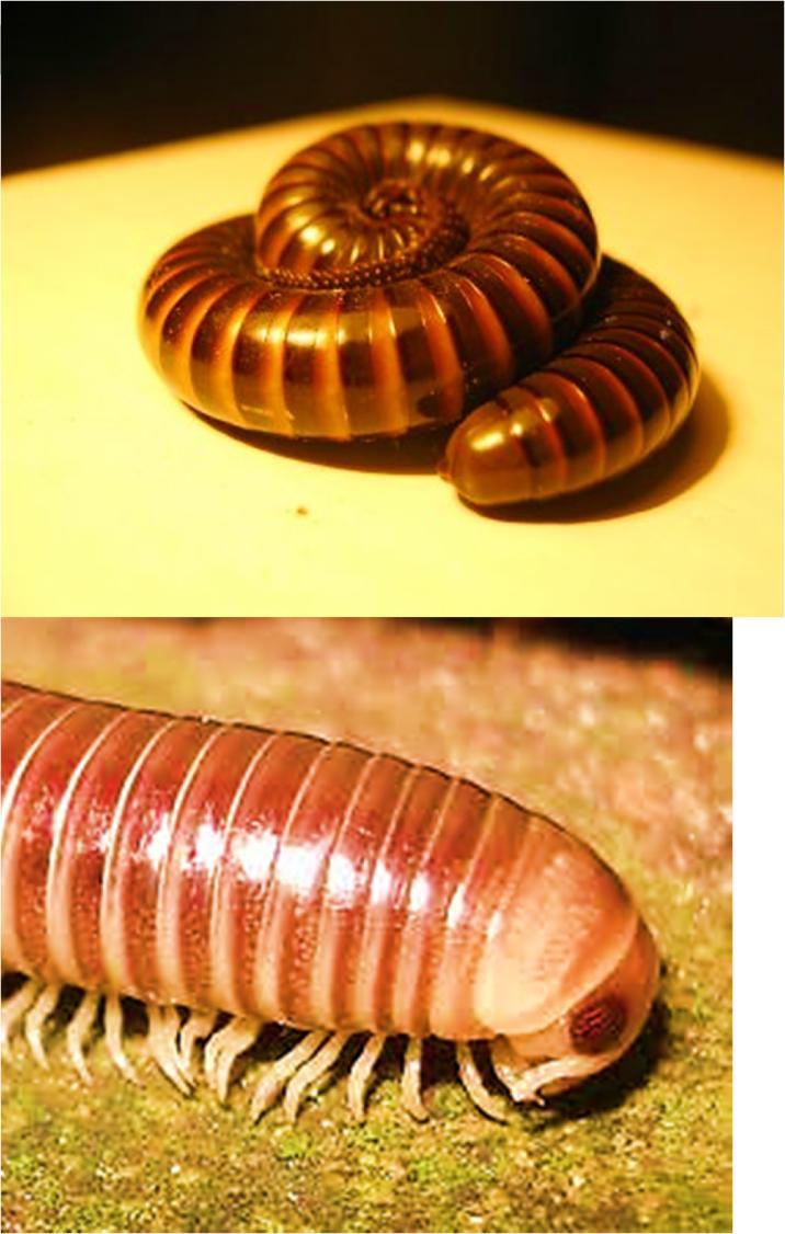 Subfilo Uniramia Classe Diplópode Piolho de cobra Diplópodes Fernando Stuchi
