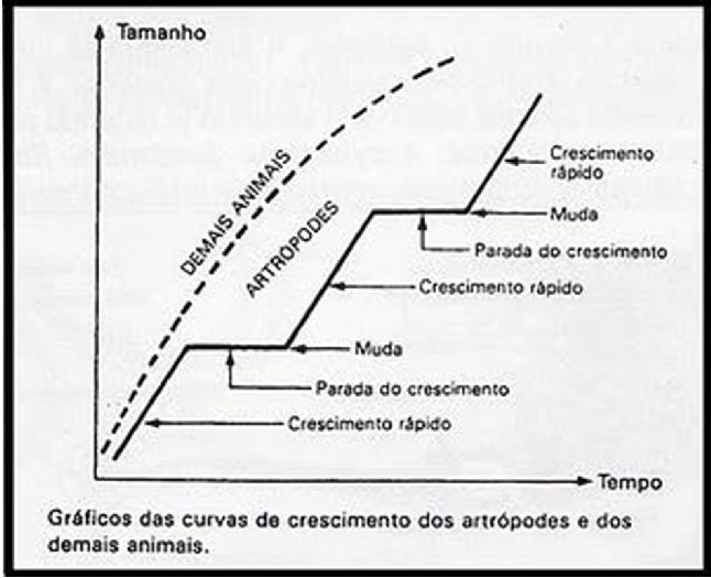 bilateral; Corpo segmentado; Exoesqueleto quitinoso; Apêndices articulados;