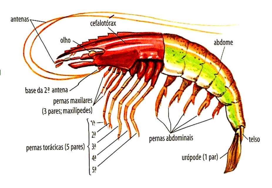 Abdômen: Crustáceos Morfologia Externa Crustáceos Fernando Stuchi Cefalotórax: Dois olhos; Dois pares de antenas; Pereópodes ( patas