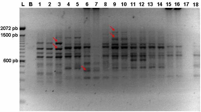 proteinase K (20 µg/µl) por 90 minutos em banho-maria a 37 C.