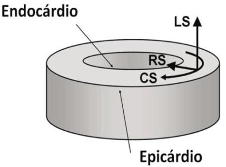 6 direções do sistema de coordenadas do coração: circunferencial, longitudinal e radial, de acordo com a Figura 1 