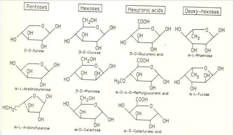 Principais monosacararídeos derivados da hidrólise de