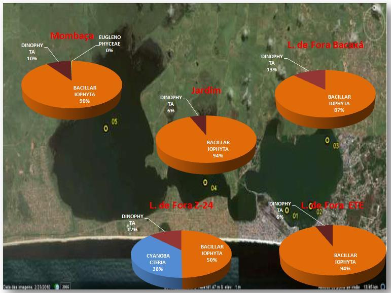 Distribuição da Comunidade Fitoplanctônica na Lagoa de Saquarema Analisando: - a porcentagem dos grupos