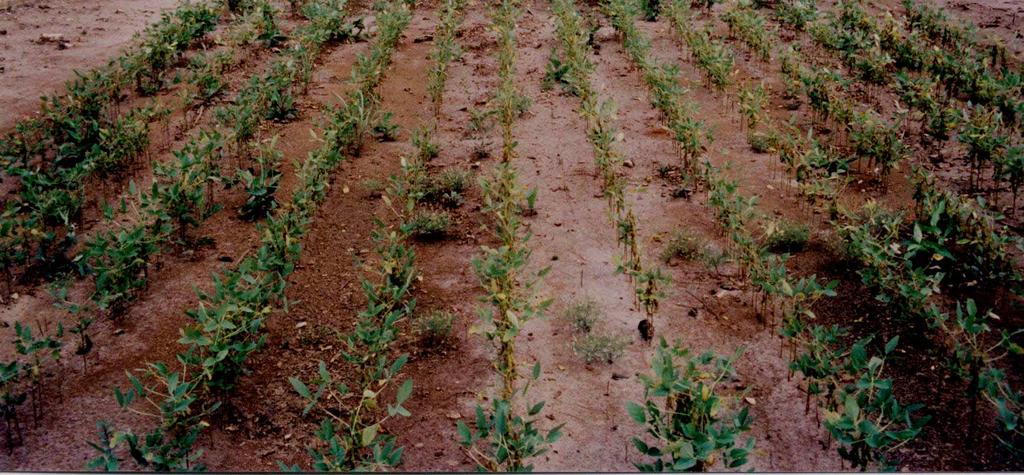 dependência das plantas dos nutrientes aplicados?