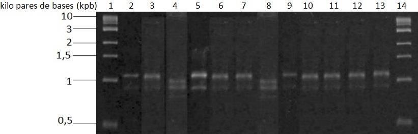 Figura 11: Perfil eletroforético de 12 isolados bacterianos amplificados por PCR da região intergênica 16S-23S rrna (primers phr e p23). Gel de Agarose (0,7%).
