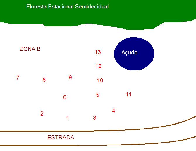 Figura 02 Croqui representando a zona B. As mudas estão representadas por números de acordo com a tabela 02. Tabela 03 Espécies plantadas na Zona C. ZONA C No. Espécie Altura (cm) Obs.