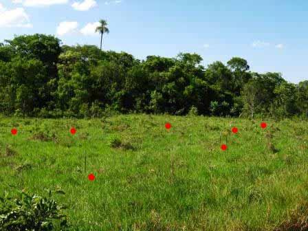 ZONA C Referências Bibliográficas Lorenzi, H (1992) Árvores Brasileiras Manual de identificação e Cultivo de Plantas arbóreas nativas do Brasil.