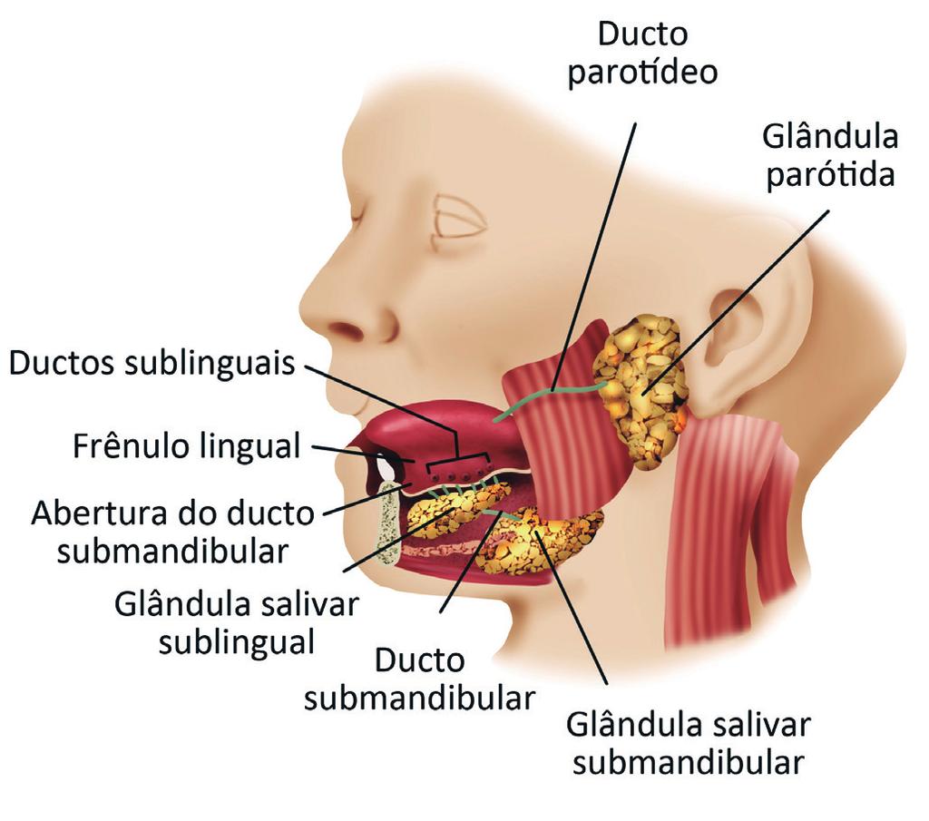 146 sic cirurgia de cabeça e pescoço 1. Introdução As glândulas salivares formam um grupo de glândulas exócrinas cuja função é a produção de saliva.