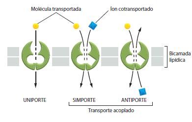 Transportes de