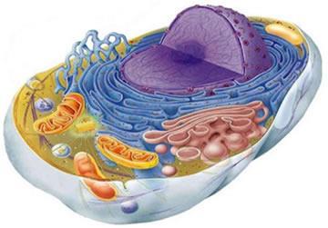 TIPOS DE CÉLULAS Células eucarióticas são células de organismo mais complexos, pois esta