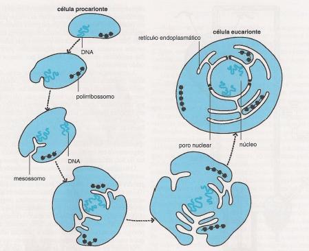 Células Eucariotas