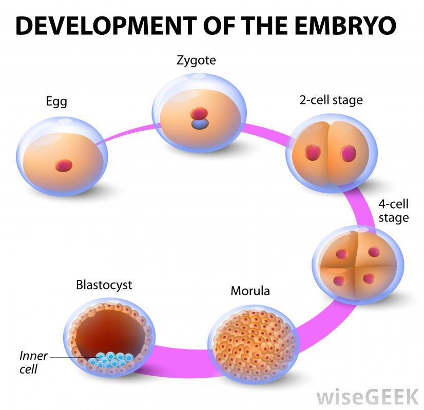 21 Óvulo (6-24h); Espermatozóides: 5 d Período embrionário; Período fetal; Primeiro sistema formado;