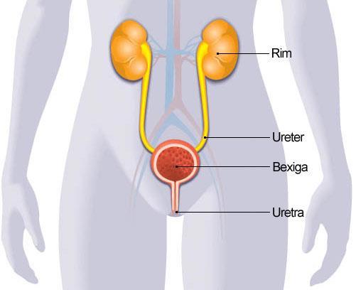 Sistema Urinário 33 Polaciúria no 1º e 3º trimestres; Aumento renal e da taxa de filtração (50%); Dilatação dos ureteres;