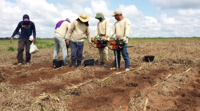 estão sendo comparados com a espécie introduzida gliricídia (Gliricidia sepium (Jacq.) Walp.). A área do experimento possui 3.686 m 2, com 576 plantas/espécie.