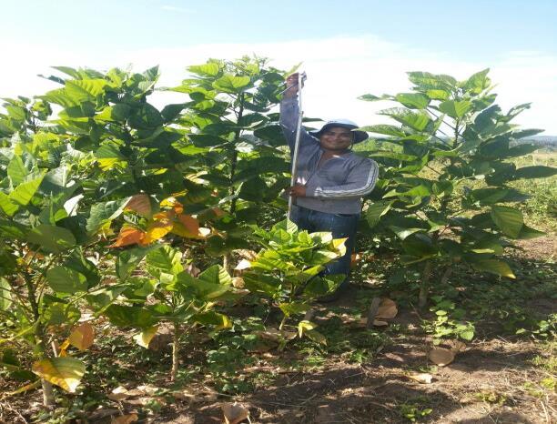 As plantas são avaliadas quanto a capacidade de rebrota após o pastejo simulado aos 20, 40 e 60 dias após o corte.