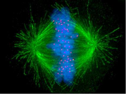 Microtúbulos É responsável pelo transporte e pelos movimentos celulares Forma o fuso mitótico durante a divisão celular Forma centríolos, cílios e flagelos