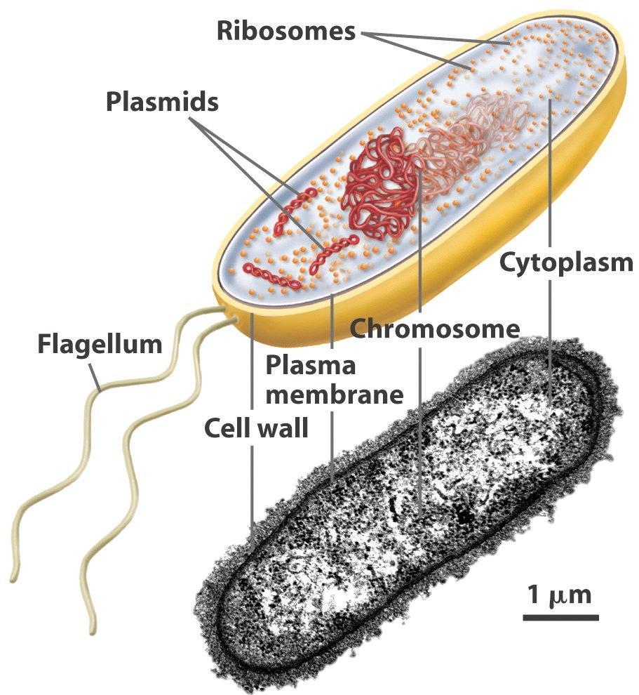Células procarióticas Disponível em: <http://www.uic.