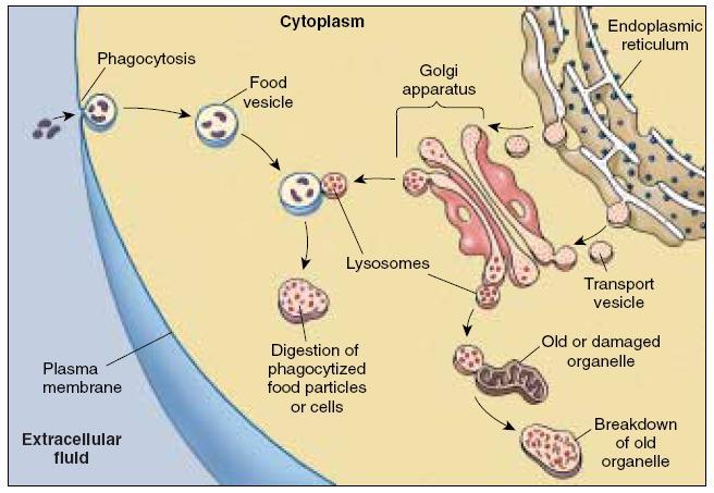 Lisossomos Digestão intracelular: heterofagia e autofagia