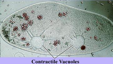 Vacúolo contrátil ou pulsátil Elimina o excesso de água Protozoários de água doce