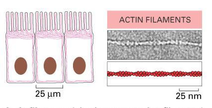 edu/~kroberts/lecture/chapter%203/03-29a_cytoskelfilament_l.jpg>. Acesso em: 12 mar.