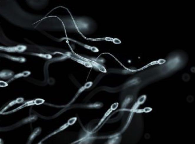 Conceitos Sêmen Porção celular Porção fluida Conceito Suspenção celular contendo espermatozoides e fluído secretado pelas
