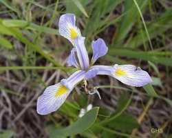 Iris Problem Considere uma base de dados sobre flores do gênero Iris.