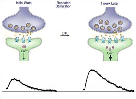Potenciação de Longo-Prazo LTP (Long-Term Potentiation) Aumento da resposta