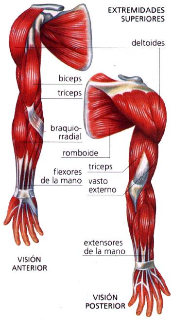 Músculos do membro