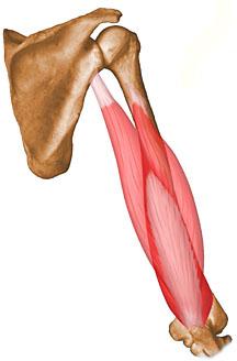 Tríceps braquial Tríceps braquial Origem: escápula e úmero.