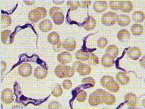 Tripanosomas Plasmodium Pamanecio Algas: son organismos