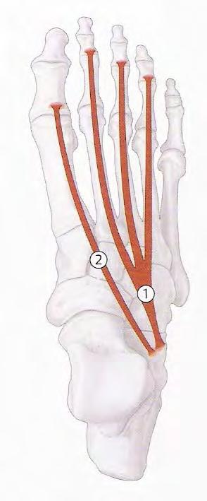 Pé Extensor