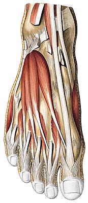 Pé Extensor