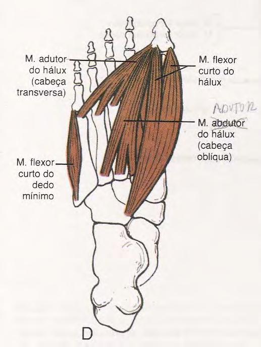 Músculos Plantares -