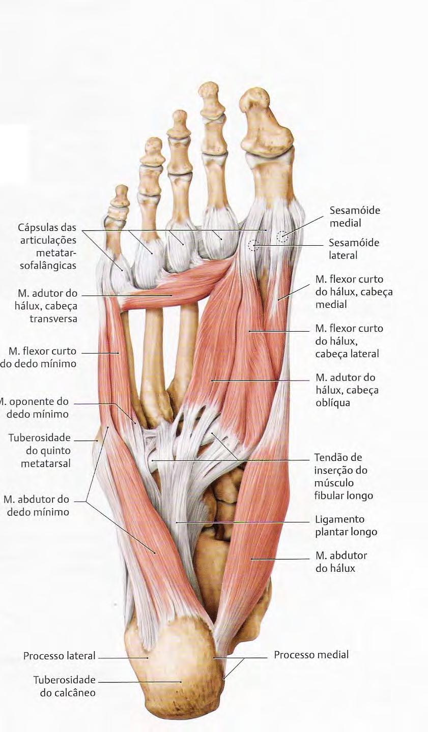 curto do hálux B) Adutor do