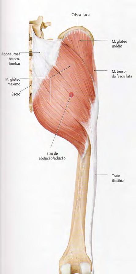 Músculos da Região Glútea (abdutores do