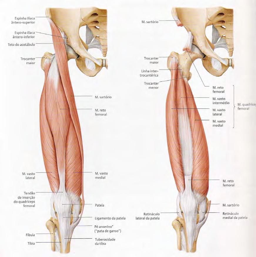 Vasto lateral. Origem: parte lateral da linha intertrocantéria.