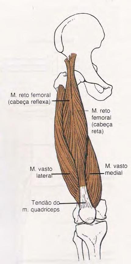 Reto femoral. Origem: espinha ilíaca ântero-inferior.