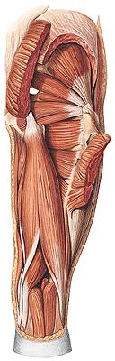 Compartimento posterior da coxa Bíceps