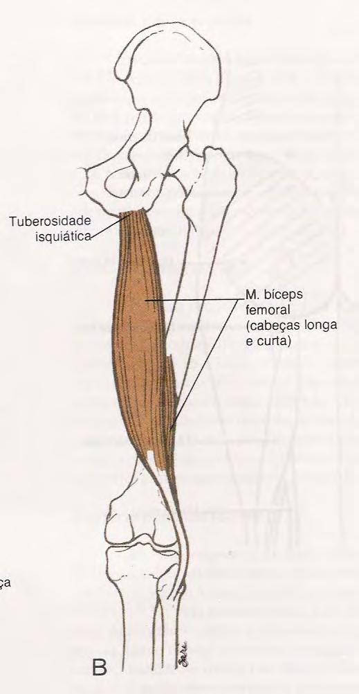 Origem: cabeça longa: túber isquiático;