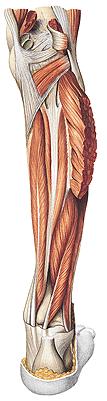 Compartimento posterior da perna