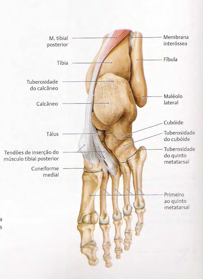 Tibial