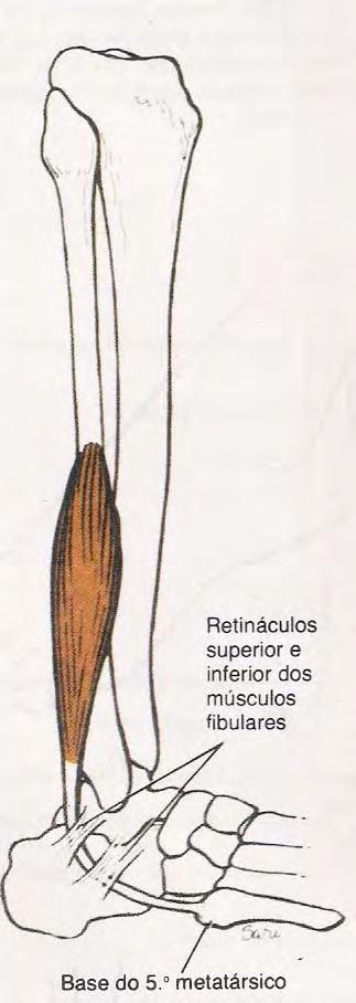 Compartimento posterior da perna Laterais: Fibular curto Fibular curto.