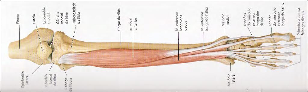 Compartimento posterior da perna Anteriores: Extensor longo dos dedos Extensor longo dos dedos.