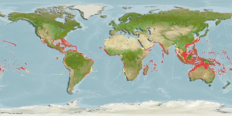 ilhas, ocorrendo geralmente em profundidades entre 24 e 65 m (FAO, 1978), embora já tenha sido encontrado em até 354 m (HONEBRINK, 2000).