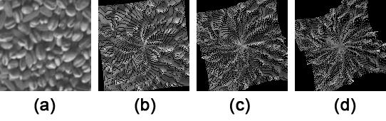 Figura 5. Exemplos de imagens de textura em processo de colapso: (a) Imagem original; (b)-(d) Texturas em processo de colapso nos tempos t = {10, 20, 30}.