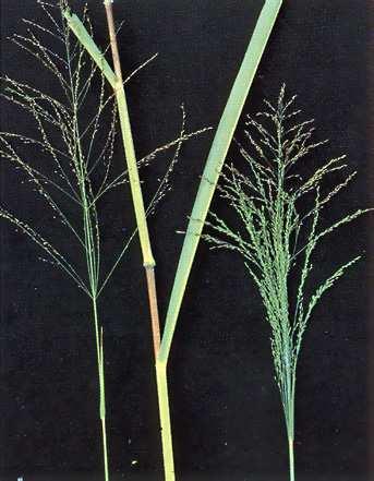 3.1) Família Poaceae Perene/ Reprodução por órgãos de