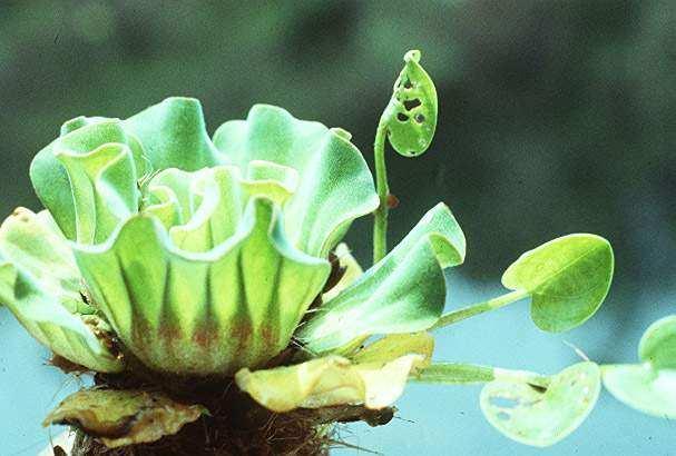 3.5) Família Araceae Planta daninha aquática flutuante Reprodução: sementes ou