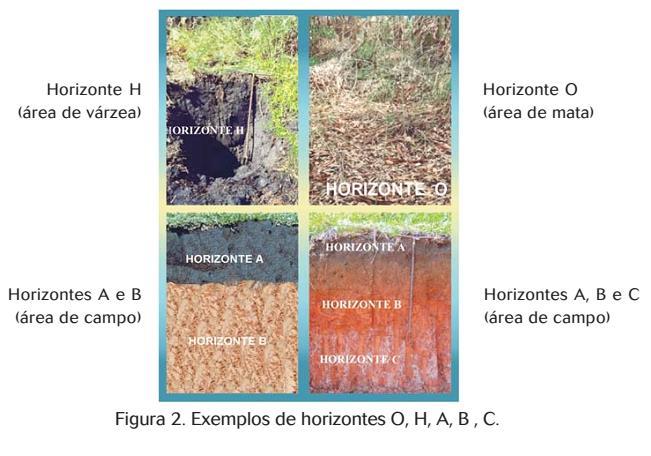 Características dos principais horizontes do solo HORIZONTE H: é um horizonte orgânico encontrado em áreas com excesso de água,