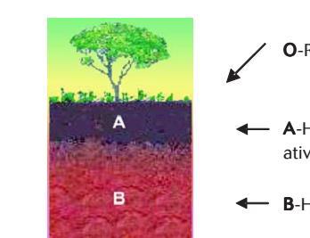 Características dos principais horizontes do solo HORIZONTE B: situa-se abaixo do horizonte A e sua cor é devida principalmente aos minerais de ferro da fração argila, sendo as mais comuns vermelha,