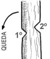 Cortar um tronco na vertical (ou abater uma árvore) A técnica apenas precisa de duas zonas de golpe: a primeira de um lado, e a segunda do